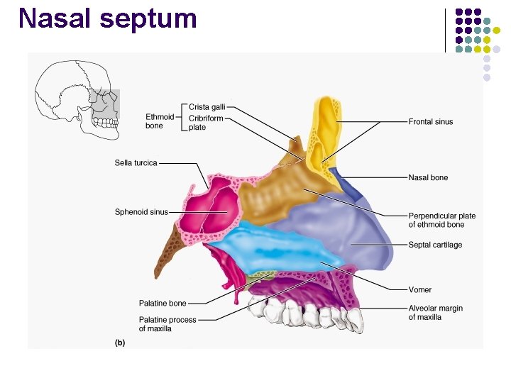 Nasal septum 