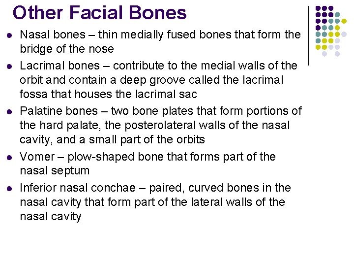 Other Facial Bones l l l Nasal bones – thin medially fused bones that