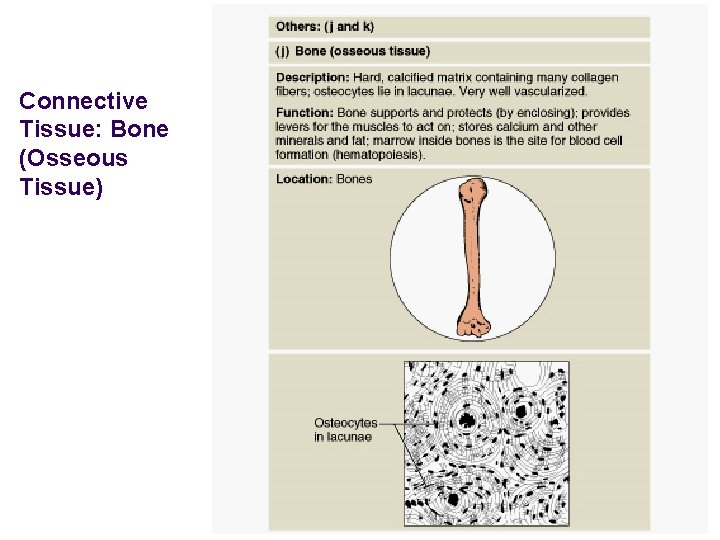 Connective Tissue: Bone (Osseous Tissue) 