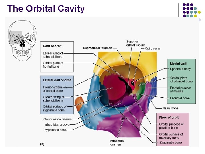 The Orbital Cavity 
