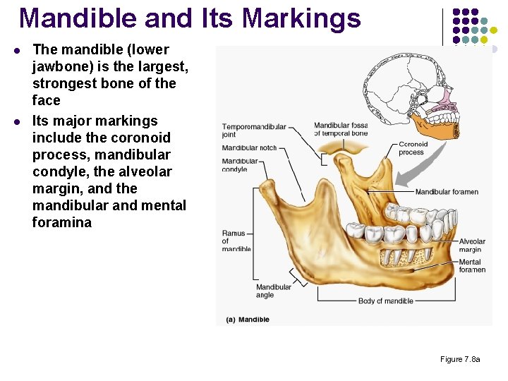 Mandible and Its Markings l l The mandible (lower jawbone) is the largest, strongest