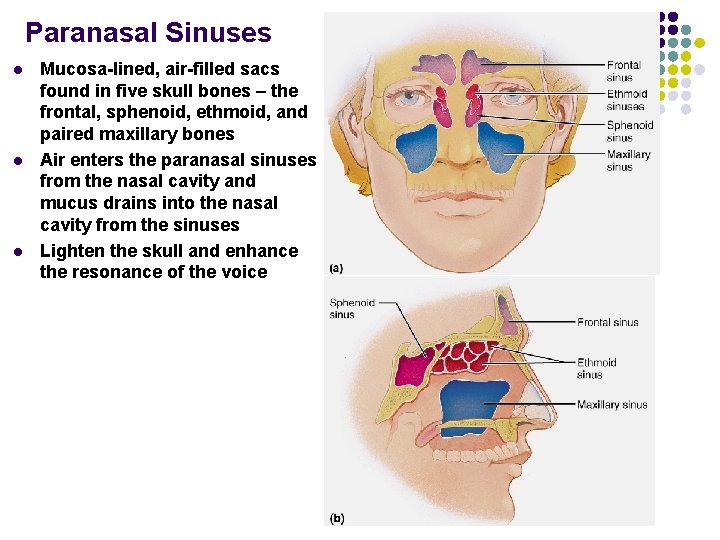 Paranasal Sinuses l l l Mucosa-lined, air-filled sacs found in five skull bones –