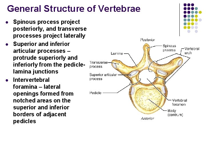 General Structure of Vertebrae l l l Spinous process project posteriorly, and transverse processes