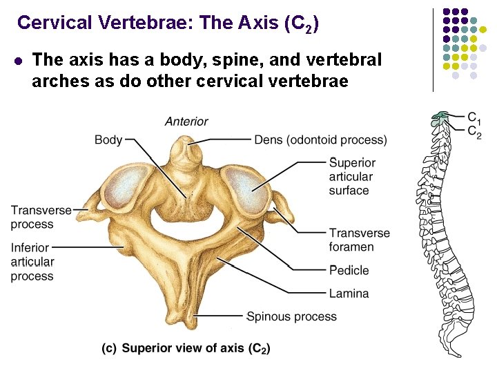 Cervical Vertebrae: The Axis (C 2) l The axis has a body, spine, and