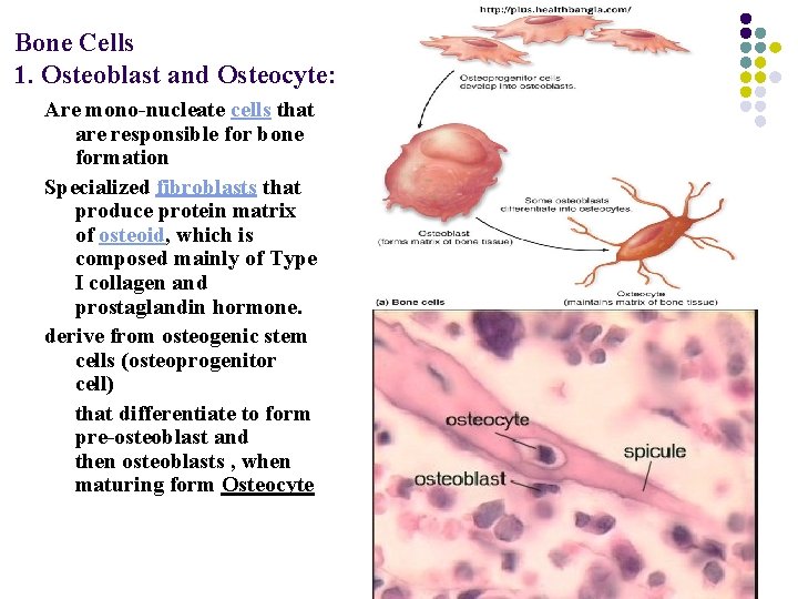 Bone Cells 1. Osteoblast and Osteocyte: Are mono-nucleate cells that are responsible for bone