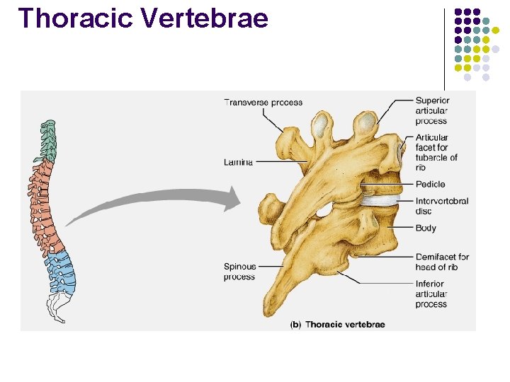 Thoracic Vertebrae 
