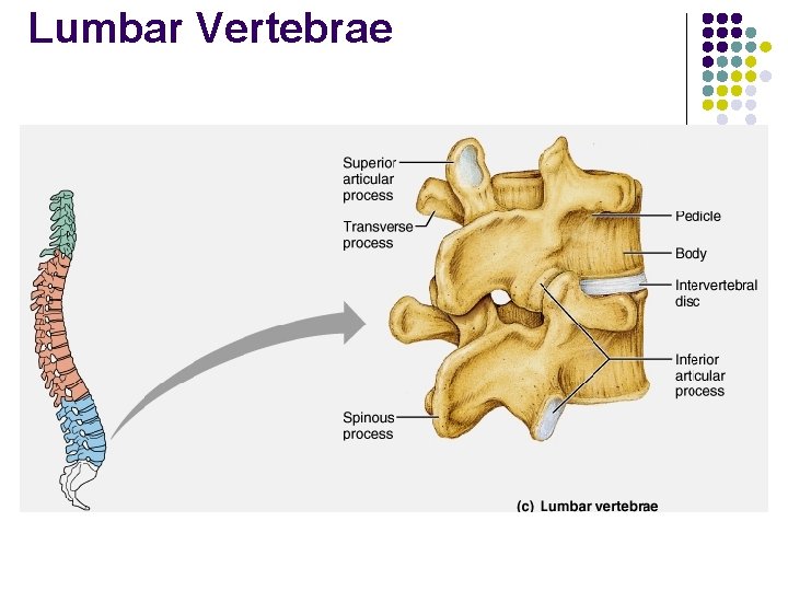 Lumbar Vertebrae 