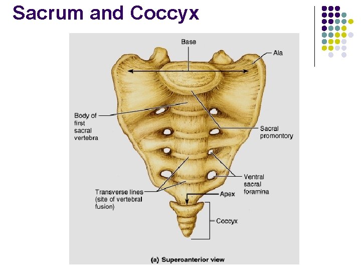 Sacrum and Coccyx 