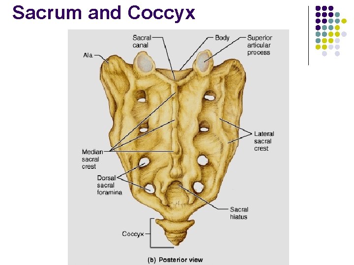 Sacrum and Coccyx 