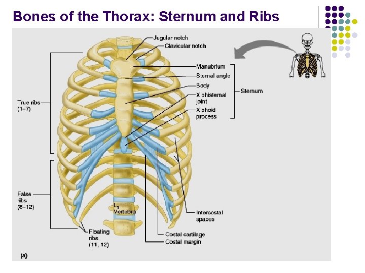 Bones of the Thorax: Sternum and Ribs 