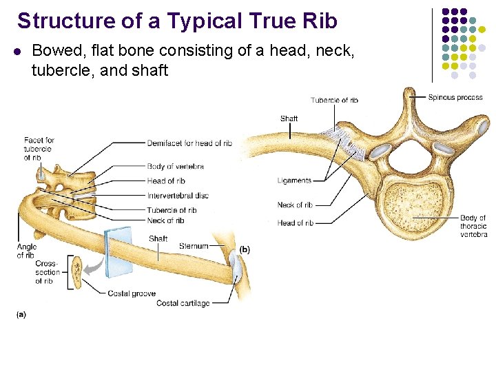 Structure of a Typical True Rib l Bowed, flat bone consisting of a head,