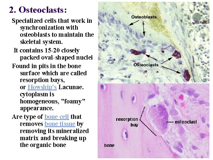 2. Osteoclasts: Specialized cells that work in synchronization with osteoblasts to maintain the skeletal