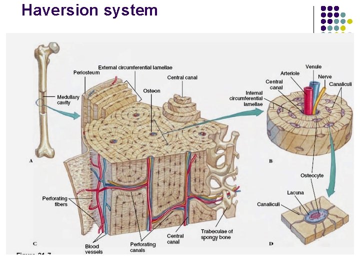 Haversion system 