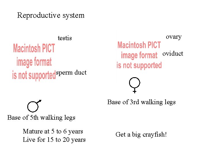 Reproductive system testis ovary oviduct sperm duct Base of 3 rd walking legs Base