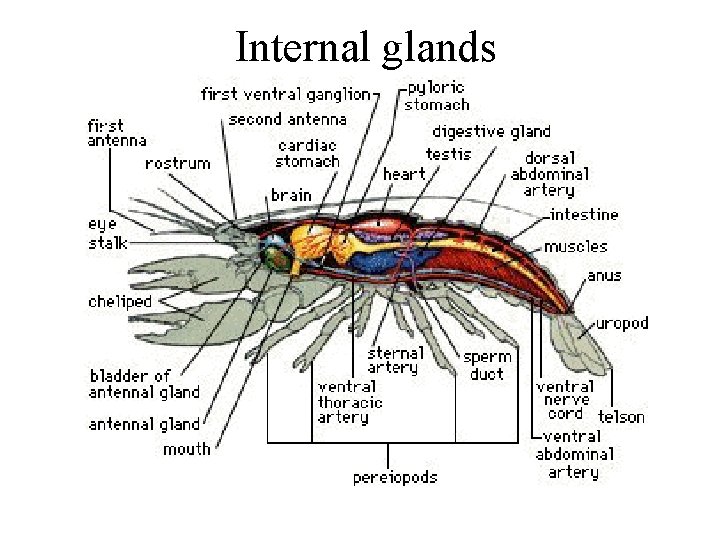 Internal glands 