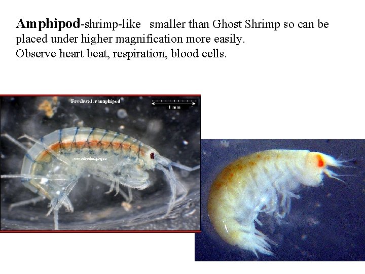 Amphipod-shrimp-like smaller than Ghost Shrimp so can be placed under higher magnification more easily.