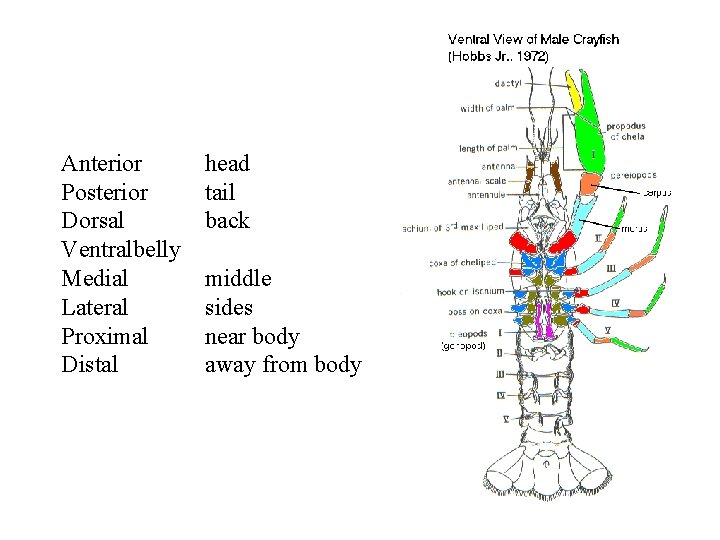 Anterior Posterior Dorsal Ventralbelly Medial Lateral Proximal Distal head tail back middle sides near