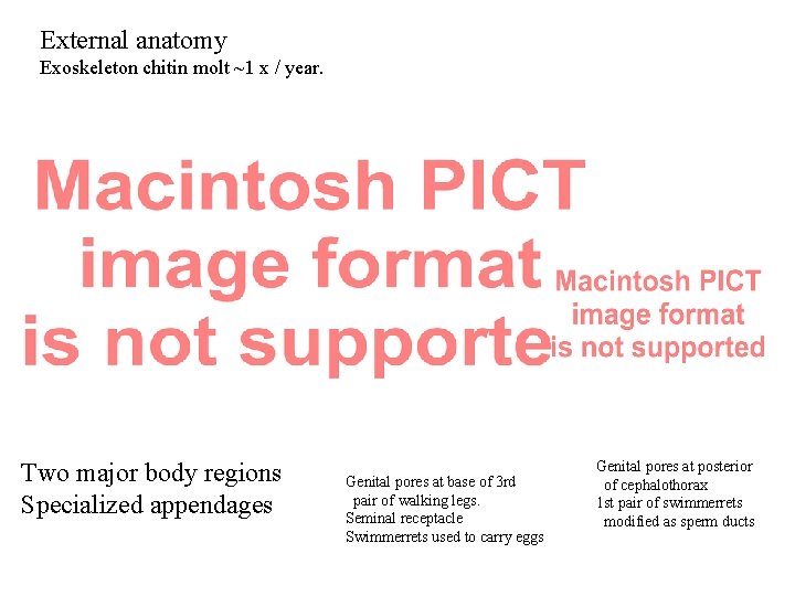 External anatomy Exoskeleton chitin molt ~1 x / year. Two major body regions Specialized