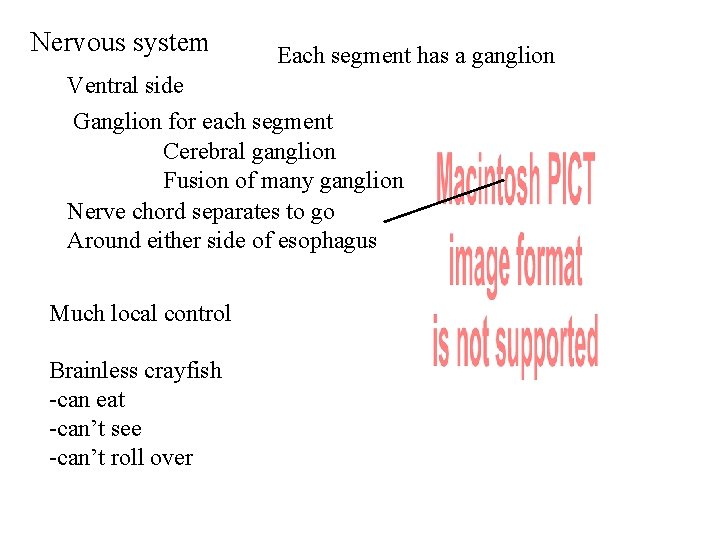 Nervous system Each segment has a ganglion Ventral side Ganglion for each segment Cerebral