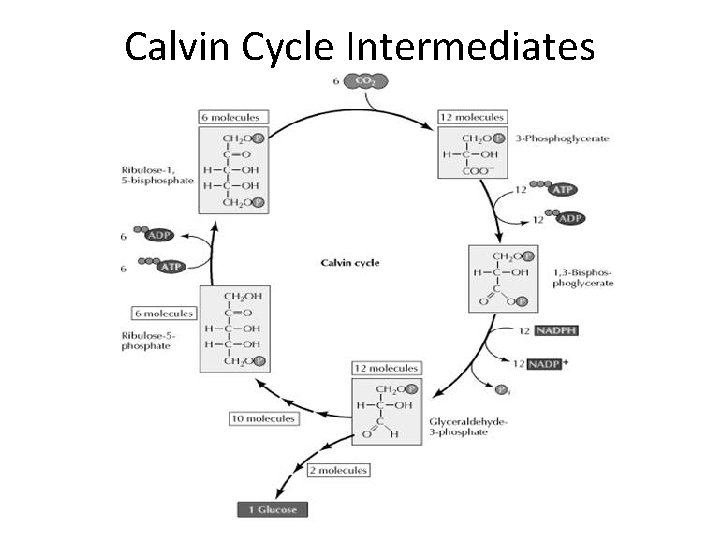 Calvin Cycle Intermediates 