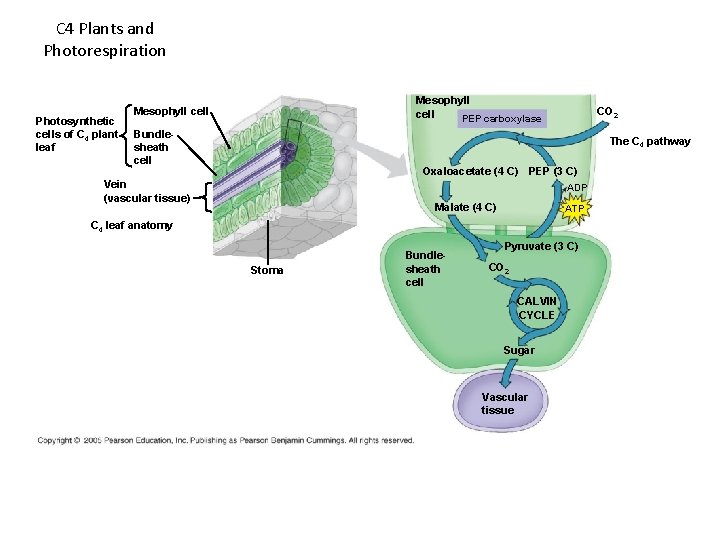 C 4 Plants and Photorespiration Photosynthetic cells of C 4 plant leaf Mesophyll cell