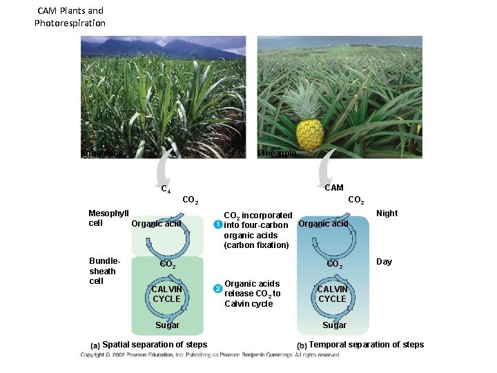 CAM Plants and Photorespiration Sugarcane Pineapple CAM C 4 CO 2 Mesophyll cell Organic