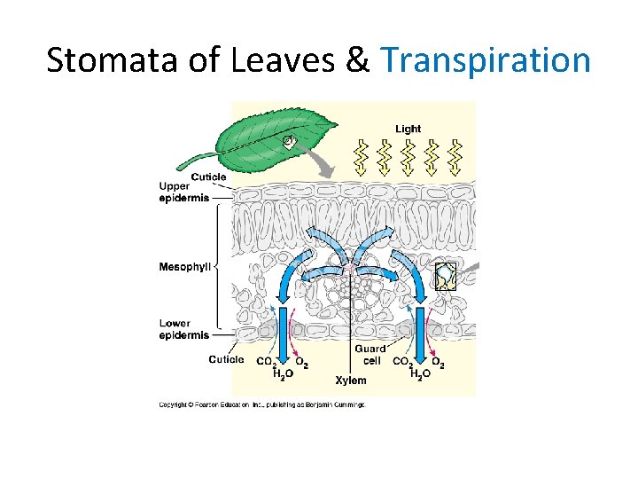 Stomata of Leaves & Transpiration 