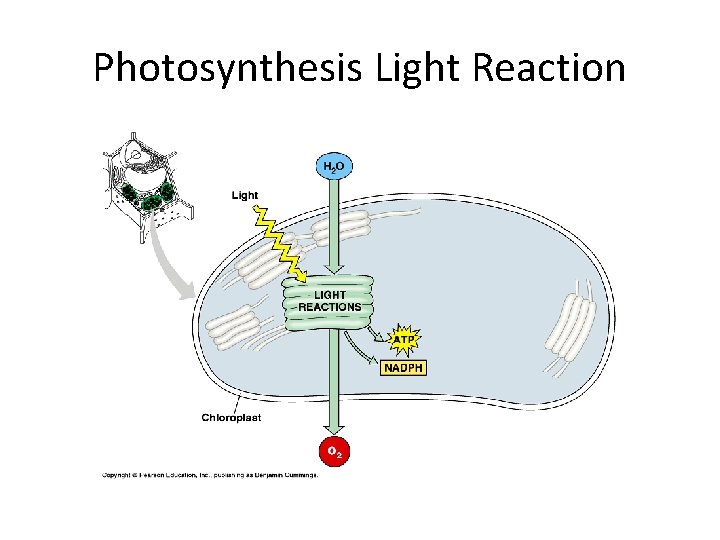 Photosynthesis Light Reaction 