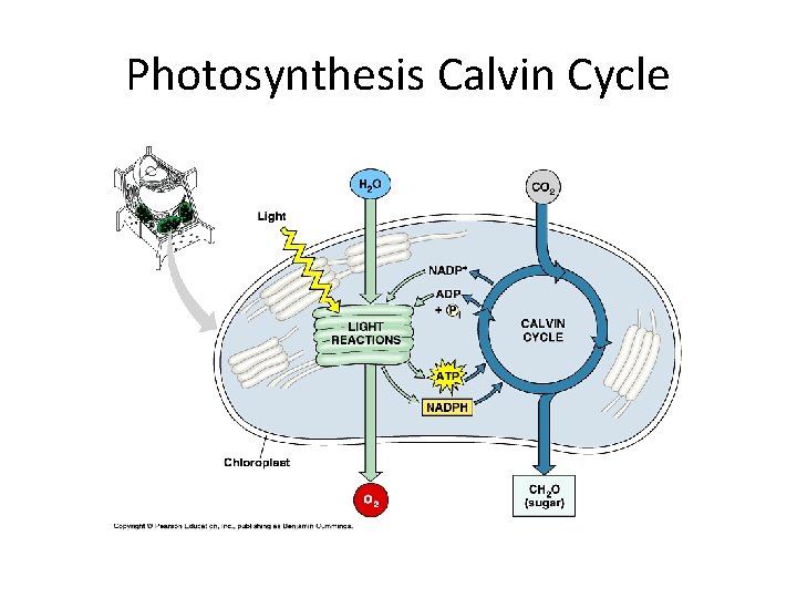 Photosynthesis Calvin Cycle 