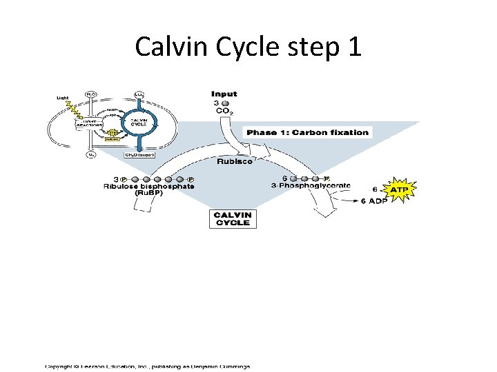 Calvin Cycle step 1 