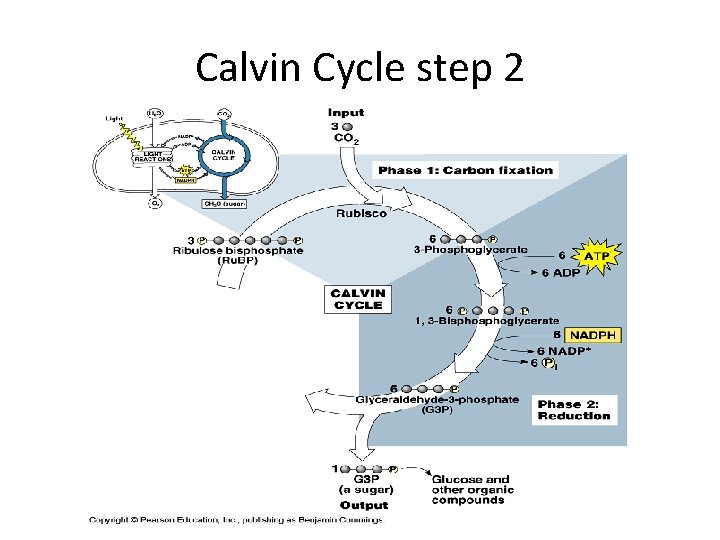 Calvin Cycle step 2 