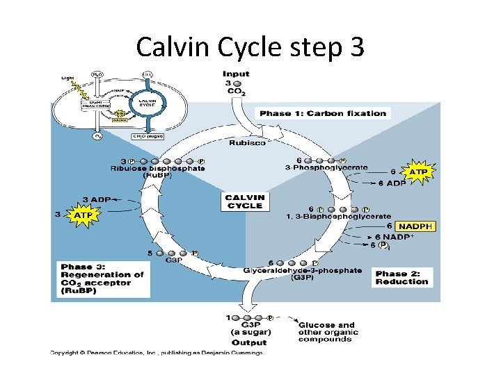 Calvin Cycle step 3 