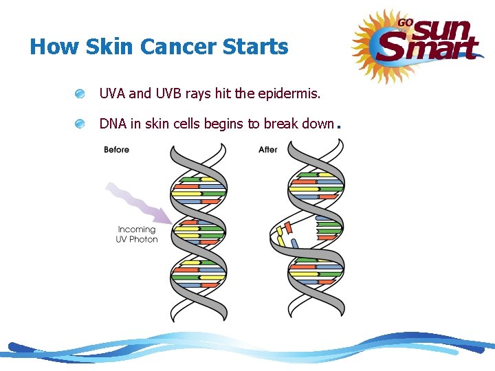 How Skin Cancer Starts UVA and UVB rays hit the epidermis. DNA in skin