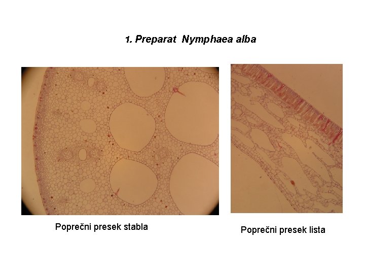 1. Preparat Nymphaea alba Poprečni presek stabla Poprečni presek lista 