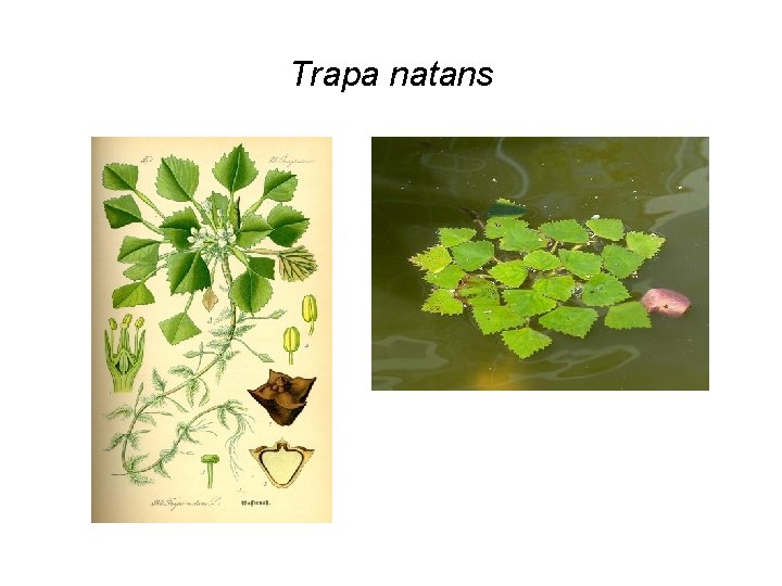 Trapa natans 