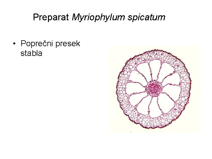 Preparat Myriophylum spicatum • Poprečni presek stabla 