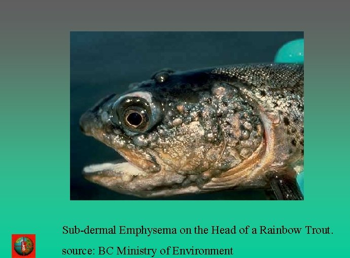 Sub-dermal Emphysema on the Head of a Rainbow Trout. source: BC Ministry of Environment