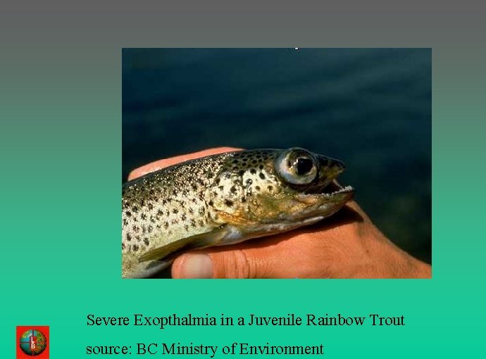 Severe Exopthalmia in a Juvenile Rainbow Trout source: BC Ministry of Environment 