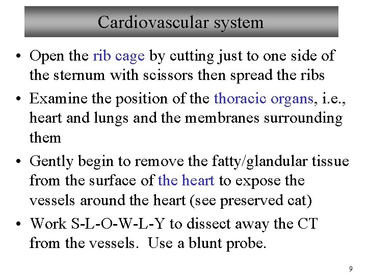 Cardiovascular system • Open the rib cage by cutting just to one side of