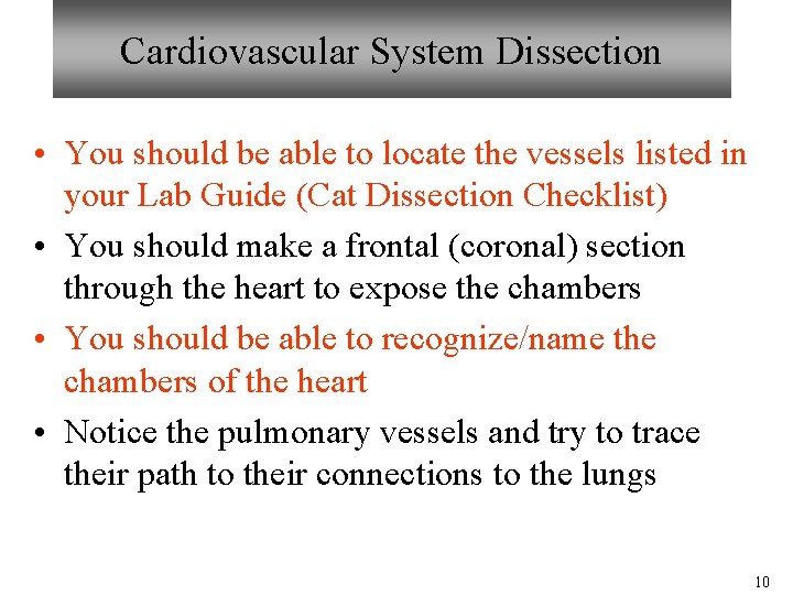 Cardiovascular System Dissection • You should be able to locate the vessels listed in