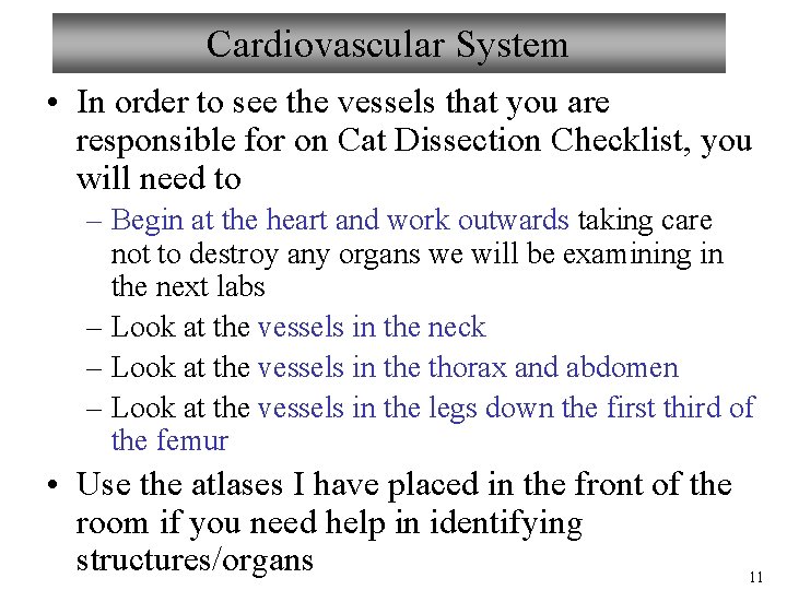 Cardiovascular System • In order to see the vessels that you are responsible for