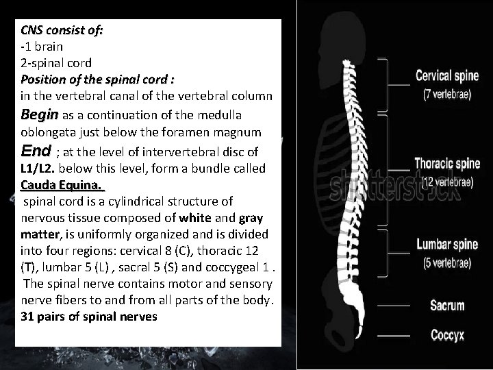 CNS consist of: -1 brain 2 -spinal cord Position of the spinal cord :