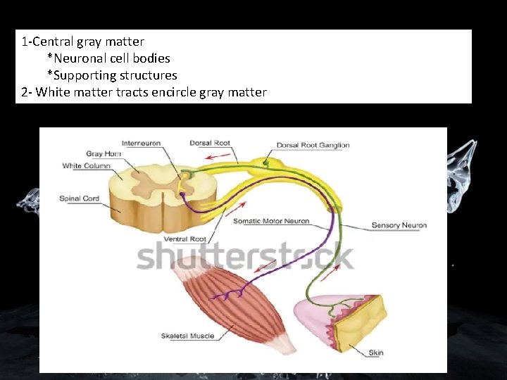 1 -Central gray matter *Neuronal cell bodies *Supporting structures 2 - White matter tracts