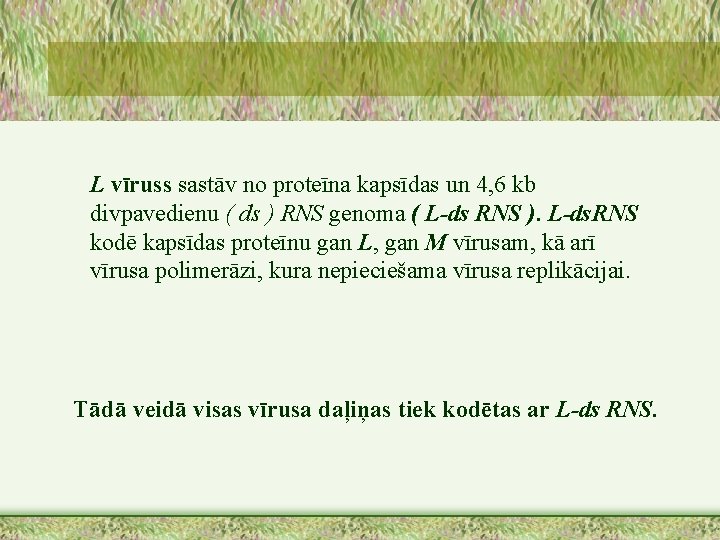 L vīruss sastāv no proteīna kapsīdas un 4, 6 kb divpavedienu ( ds )