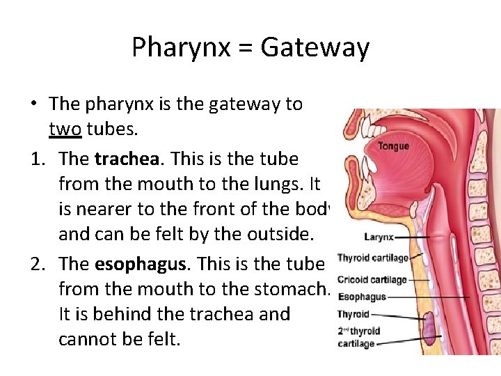 Pharynx = Gateway • The pharynx is the gateway to two tubes. 1. The Pharynx = Gateway • The pharynx is the gateway to two tubes. 1. The
