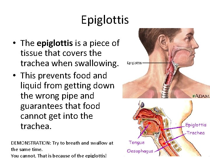 Epiglottis • The epiglottis is a piece of tissue that covers the trachea when Epiglottis • The epiglottis is a piece of tissue that covers the trachea when