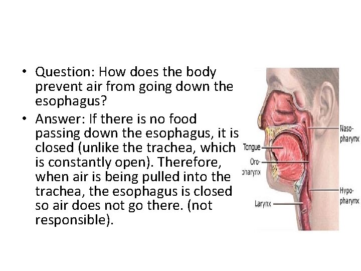 • Question: How does the body prevent air from going down the esophagus?  • Question: How does the body prevent air from going down the esophagus?