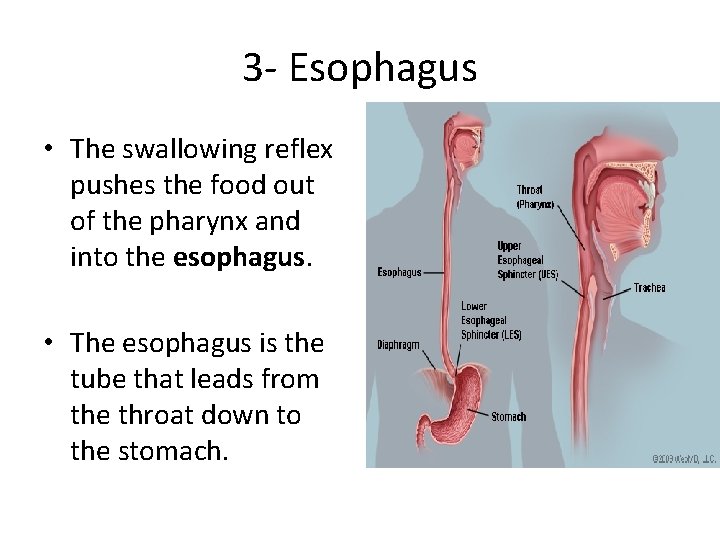 3 - Esophagus • The swallowing reflex pushes the food out of the pharynx 3 - Esophagus • The swallowing reflex pushes the food out of the pharynx