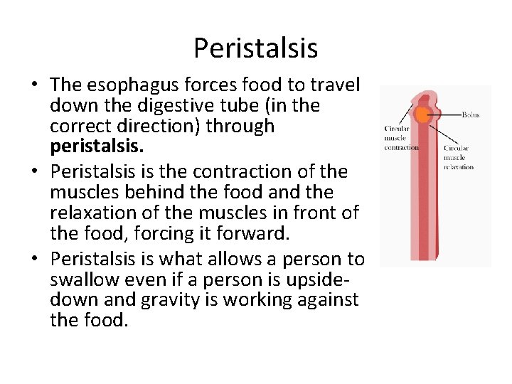 Peristalsis • The esophagus forces food to travel down the digestive tube (in the Peristalsis • The esophagus forces food to travel down the digestive tube (in the