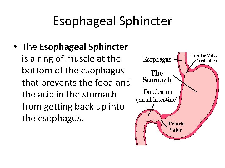 Esophageal Sphincter • The Esophageal Sphincter is a ring of muscle at the bottom Esophageal Sphincter • The Esophageal Sphincter is a ring of muscle at the bottom